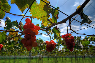 Growing Your Own Grapes Farming Business