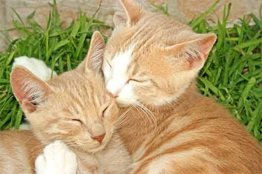 six month old red tabby cat six month old red tabby cat