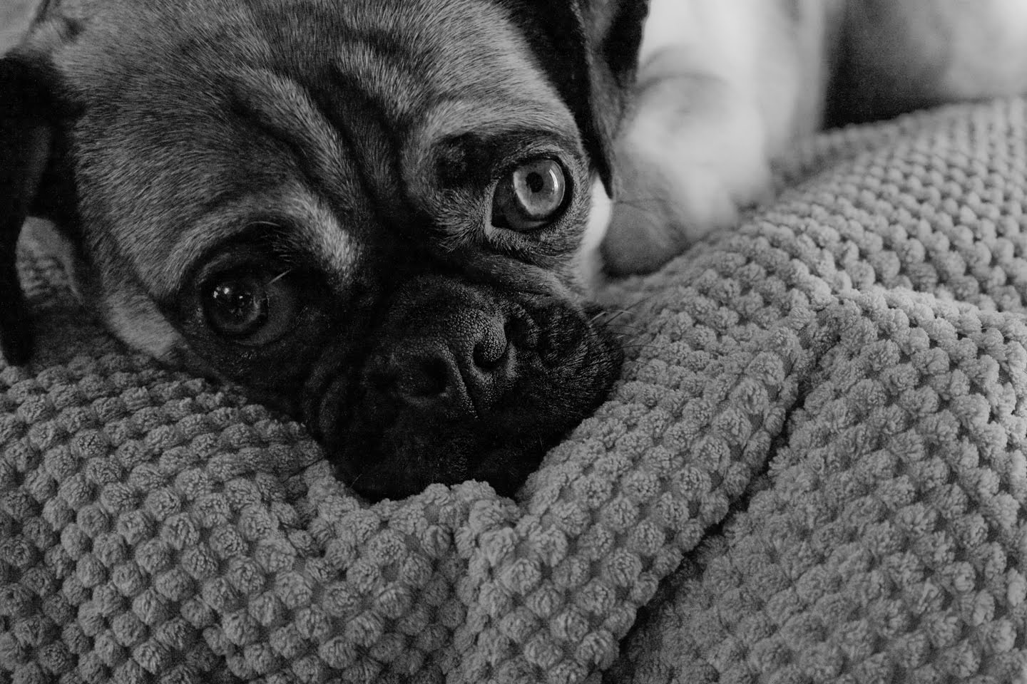 http://4.bp.blogspot.com/--Ua8iuI7cWg/To7jsXXSmUI/AAAAAAAAAOQ/wTwquGCdit0/s1600/Roxy_Wallpaper_BW.jpg