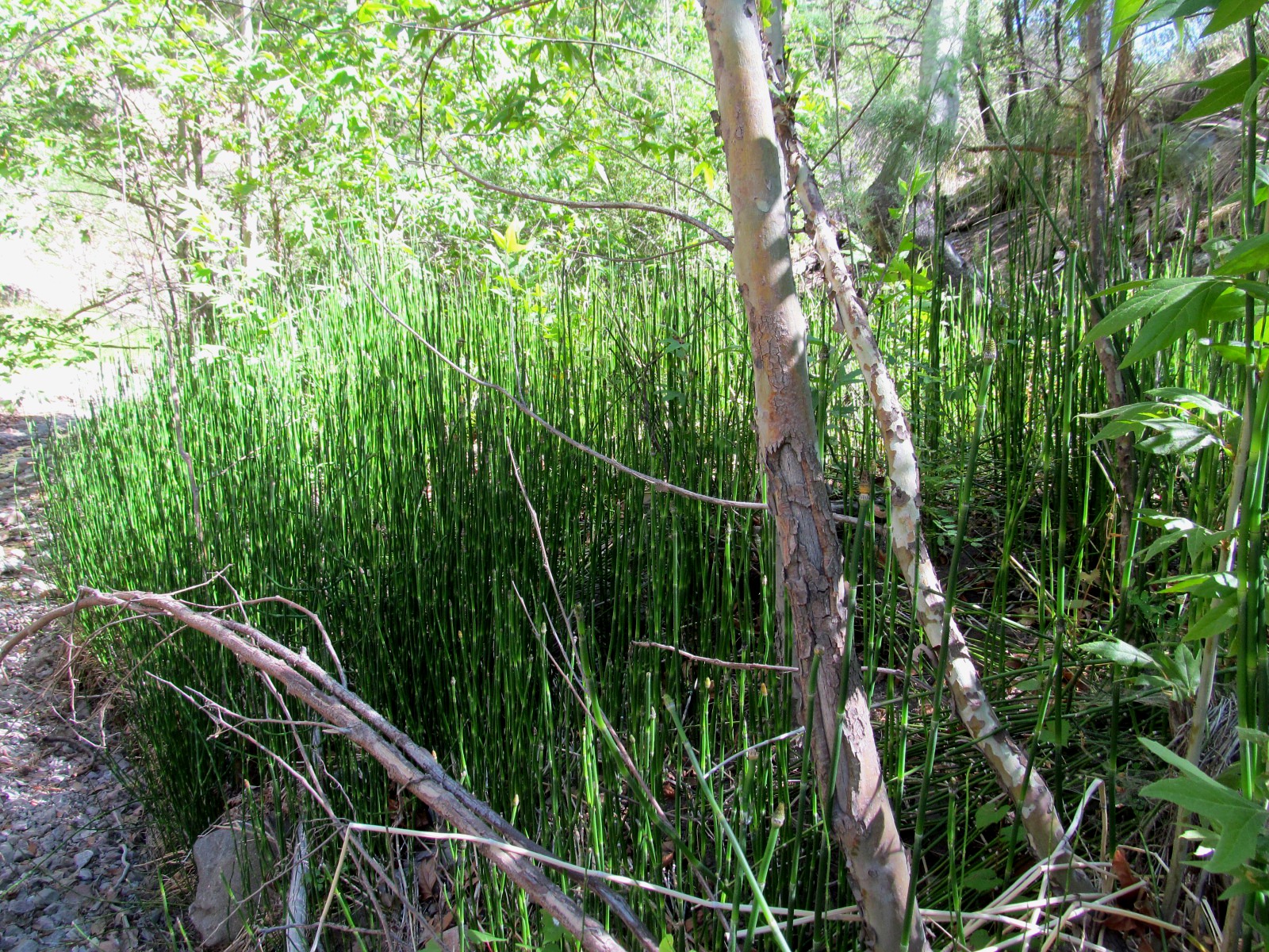 horsetails equisetum