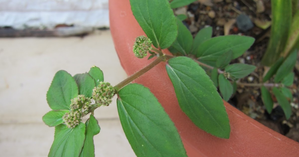 Herbal remedies 77. Tawatawa a herb to treat Dengue Fever