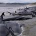 120 ballenas piloto mueren varadas en playa de Nueva Zelanda