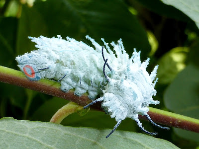 Attacus atlas caterpillar Attacus atlas caterpillar