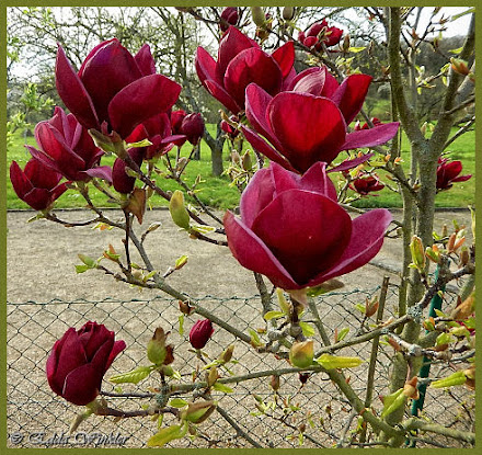 Willkommen auf Edda`s Fotoblog