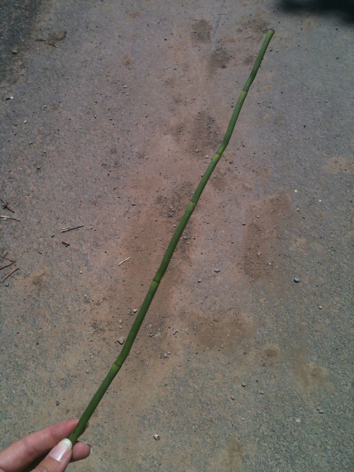 Blog Me Fit Make A Reed Whistle