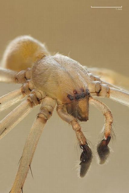 spiders poisonous spider venomous sac yellow earth least aranhas mais mundo venenosas pretos pes perigosas humans cheiracanthium nao bite em