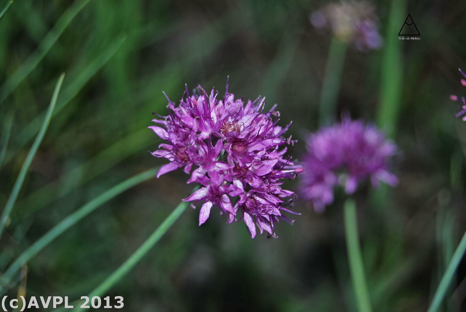 LADAKH THE COLD on emaze
