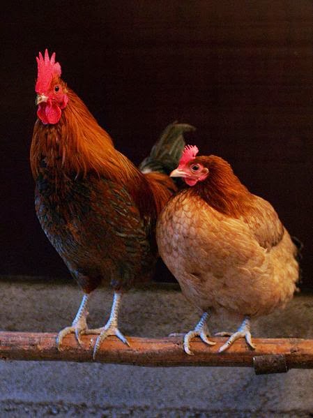 Hen Hen