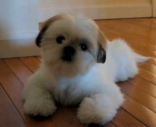 cachorros shih Tzu cachorros Shih Tzu