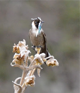 Bearded Helmetcrest