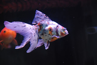 Calico/Nacreous Goldfish 3Brothers Study Calico/Nacreous Goldfish