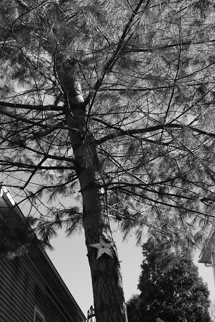 The Travelled Monkey - Trees of Christmas Past The Travelled Monkey - Trees of Christmas Past