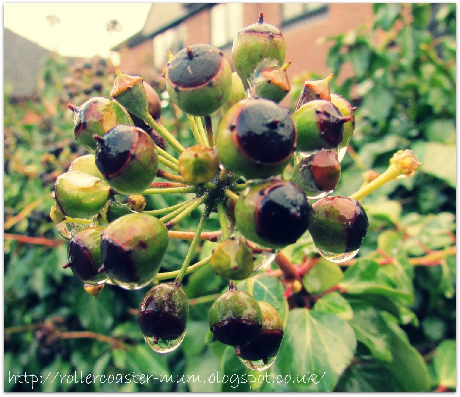 Ivy seed head Ivy seed head after rain