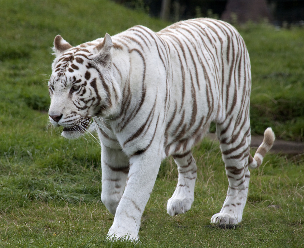 worldimage4u Nature Wild Animals The WHITE TIGERS