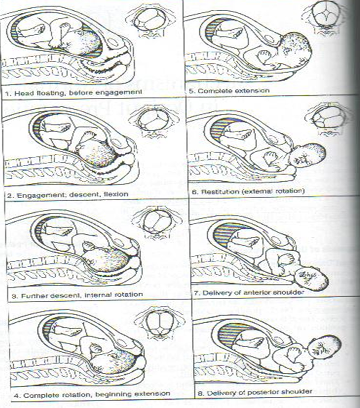 sub-occipito-bregmatic sub-occipito-bregmatic