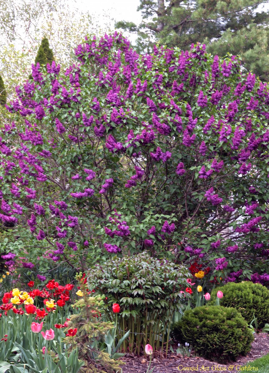 Crystal Memmott S Blog Gallery