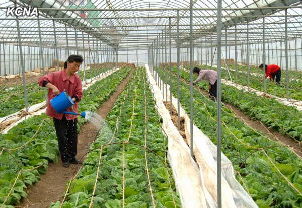 Alimentacion en Corea del Norte Kcna02042014-04