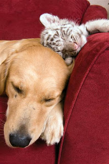 Dog raises tiger cubs.