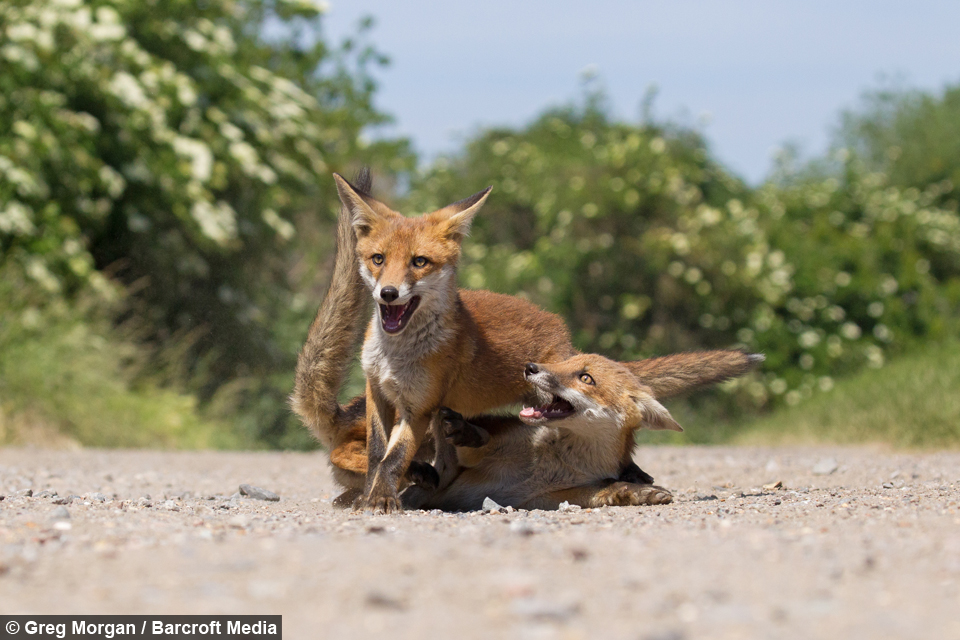 White Wolf Feisty Fox Kits Show Their Teeth During A Playful Scrap