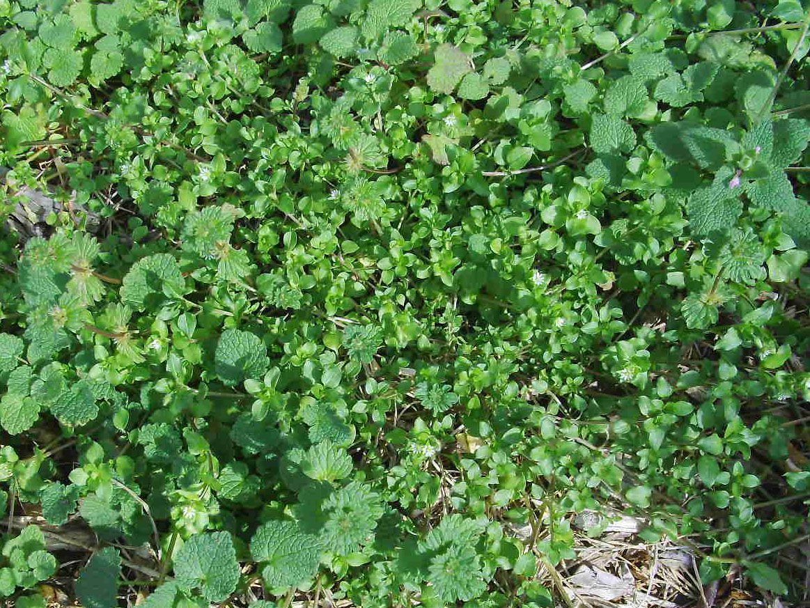 Useful Gardens: Weeds by Any Other Name.....