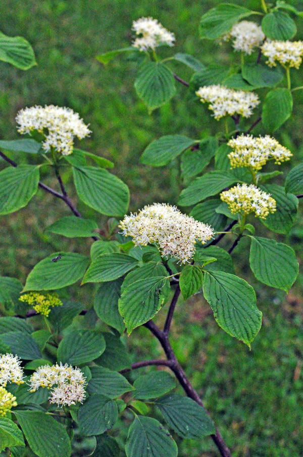 Alternate Leaved Dogwood