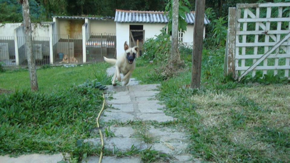 Animal Wellness Ambassadors The Street Dogs in Brazil