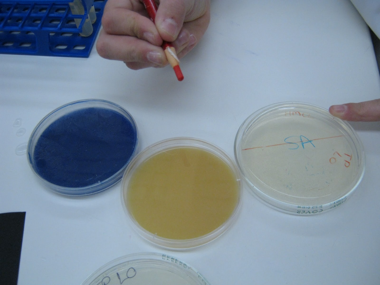 STARCH, CASEIN, AND TRIGLYCERIDE TESTS AND GELATIN HYDROLYSIS Lisa