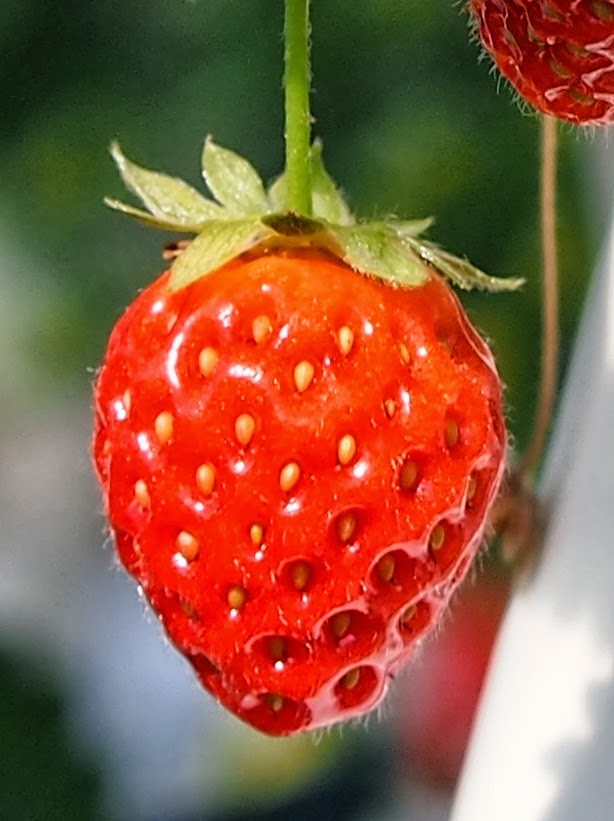 Karen Hull Art Perfect Picking Mini Tutorial working with Inktense