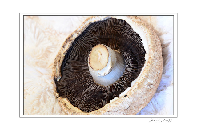 Portobello Mushroom © SB Copyright Shelley Banks, all rights reserved.