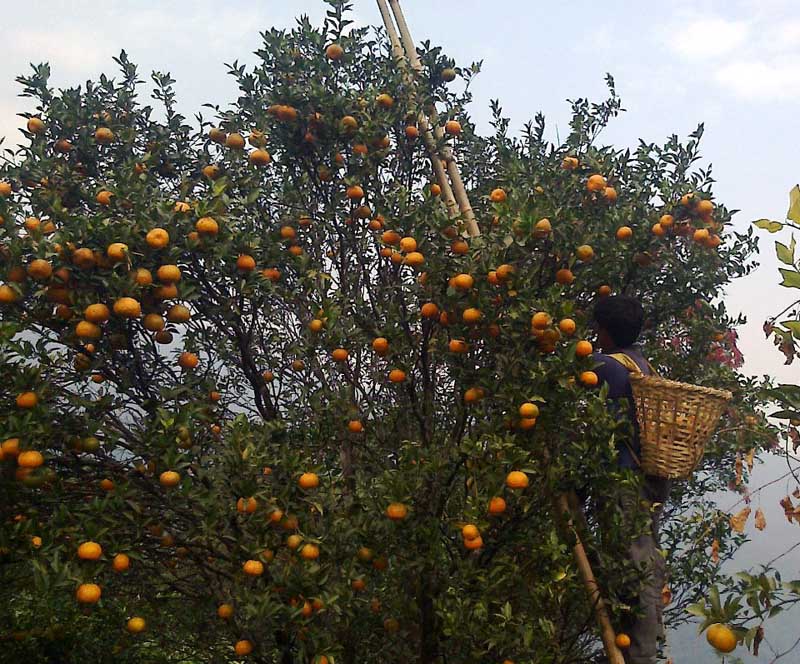 Darjeeling orange growers disappointed after yield dropped down
