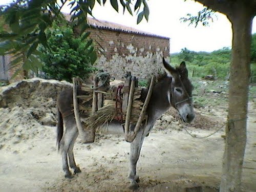 poesias do meu sertão: CANGALHA E CAMBITOS