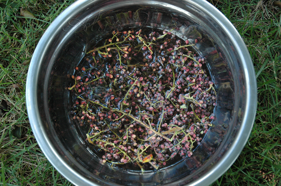 Ethnobotanical Pursuits Sumac Aide