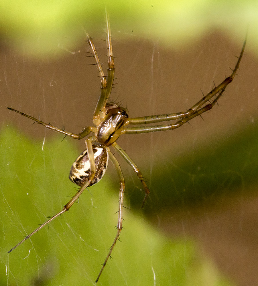 Spider, Linyphia triangularis. Female. Hillside Lane, Hayes, 24 August 2014. Spider, Linyphia triangularis. Female. Hillside Lane, Hayes, 24 August 2014.