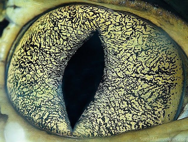 Stunning close-up pictures of animal eyes, animal eyes, close-up pictures, animal close-up