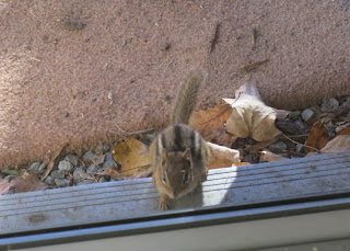 chipmunk, Wednesday, November 04, 2015, 9:15:44 AM