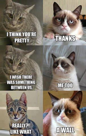 Smiješne slike - Page 29 Grumpy+cat+wall
