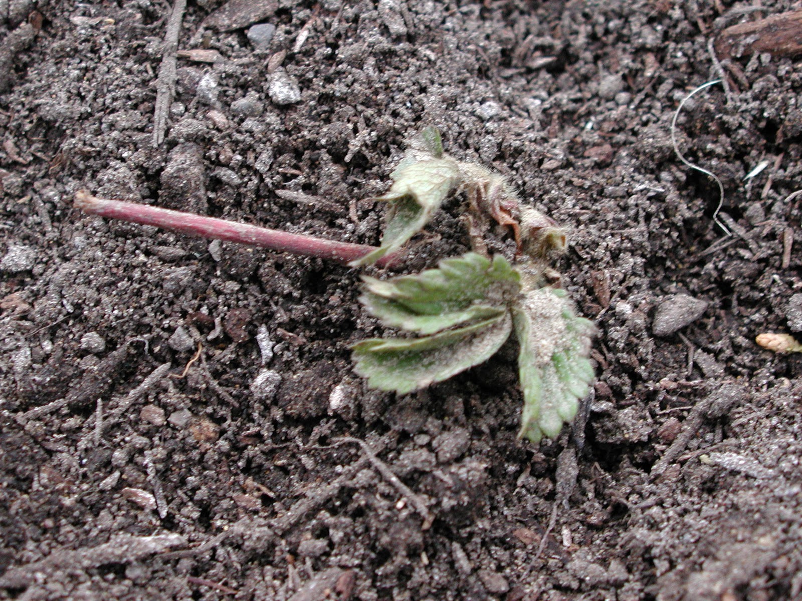 Rhubarb, Strawberries and Asparagus Planting Foods of the