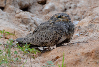 Nacunda Nighthawk, Chordeiles nacunda