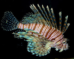 Marine Life Of the Great Barrier Reef.