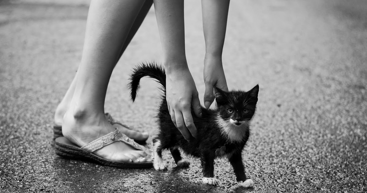 HappyBlueMondays Bakışsız bir kedi kara