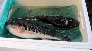 Bichinho das Viagens: Fugu - 15 factos curiosos sobre a iguaria mais