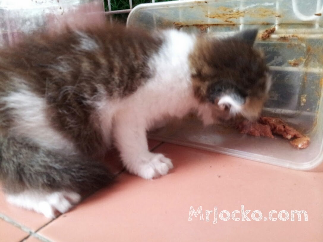 Bagus Tak Anak Kucing MrJocko Mula Makan Wet Food Travel Blogger Malaysia