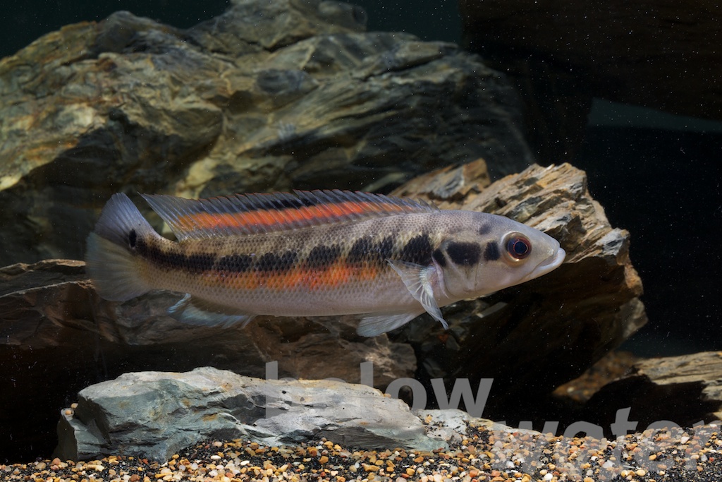 Belowwater.com Rare Fi... Hoplias Curupira