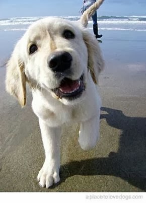 See more NIcE DOg http://cutepuppyanddog.blogspot.com/