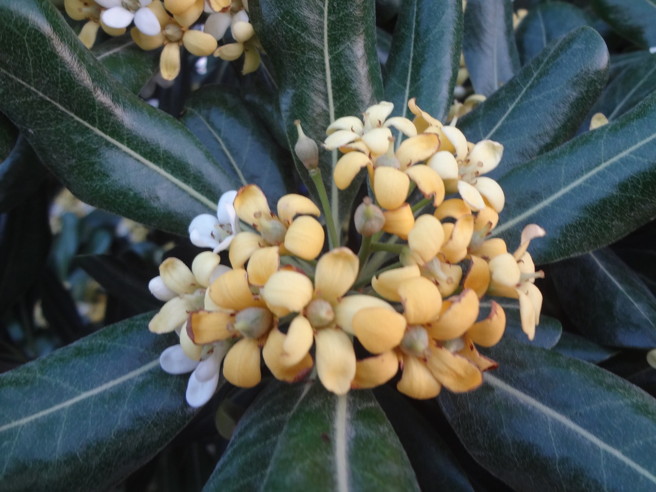 Pittosporum Tobira Nana Pittospore Du Japon Na Achat Vente