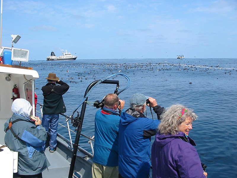 seabirds from boats pacific nw birder seabirds from boats pacific nw birder