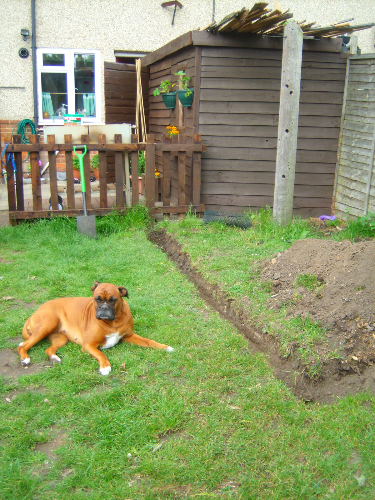 Chicken wire stop dog digging under fence escaping