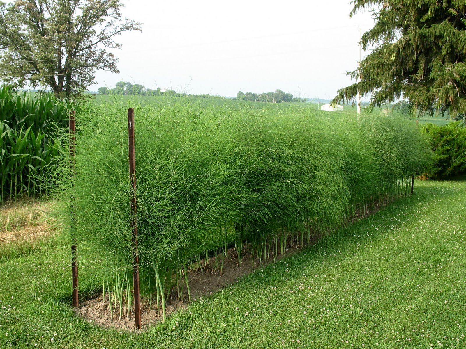 Making An Asparagus Bed Making An Asparagus Bed