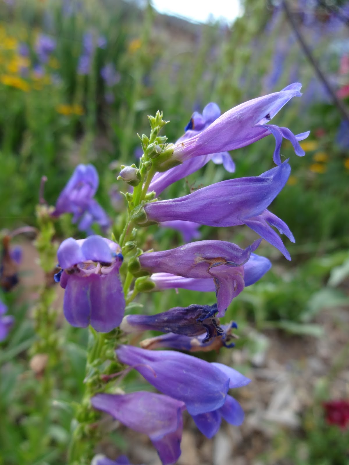 The Scientific Gardener A New Mexico Gardening Getaway