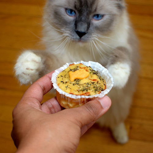 Catsparella Cat Cupcake Tuesdays